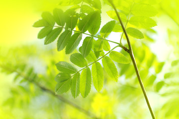 Beautiful spring background