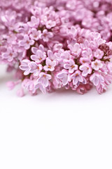 Beautiful Spring background with lilac