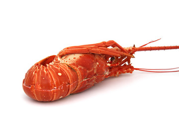 langouste