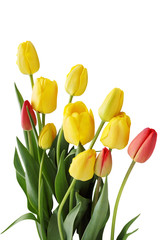 Obraz premium Bouquet of tulips