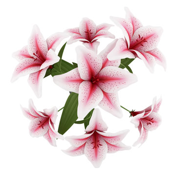 Fototapeta top view of bouquet of pink lilies isolated on white background