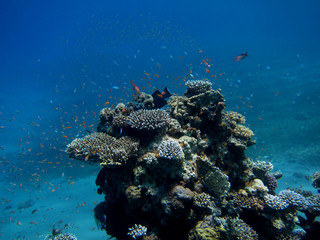 korallenriff und fische