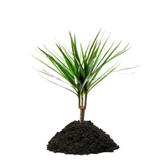 Zimmerpflanze (Dracaena)