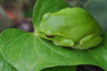 シュレーゲルアオガエル