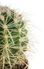 Cactus (macro shot) isolated on white