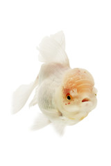 Fototapeta na wymiar White Goldfish