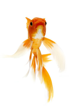 Golden Koi Fish