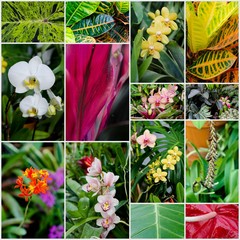 Collage of tropical flowers and plants