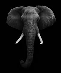 Deurstickers Olifant Afrikaanse olifant geïsoleerd