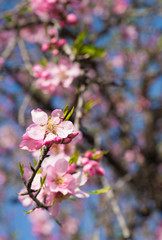 Fototapeta na wymiar Pink almond flowers