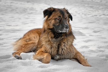 Kaukasischer Hirtenhund im Winter