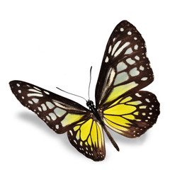 Obraz premium Yellow Butterfly