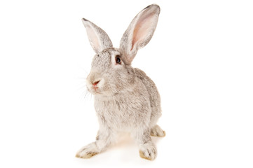 Gray rabbit