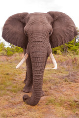 African Elephant - 49229771