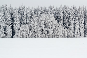 A serene winter landscape with trees covered in snow