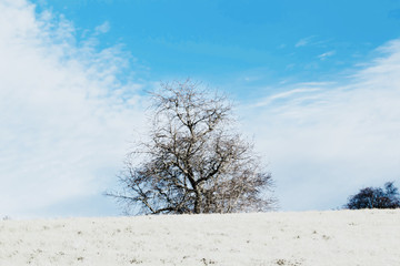 Fototapeta premium Nice winter landscape with trees and blue sky