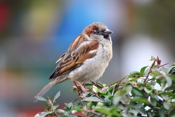 Fototapeta premium beautiful male sparrow