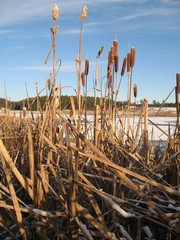Зимний рогоз © yagodamalina