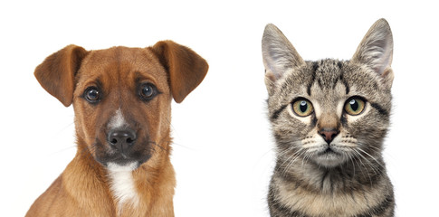Dog and cat close up portrait over white background.