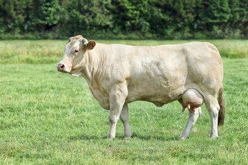 Fototapeta na wymiar Blonde d'Aquitaine krowa w świeżej zielonej łące