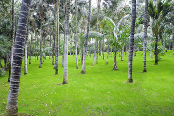 Green and bright forest