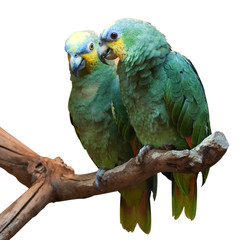 Couple of Yellow-Crowned Amazon Parrot