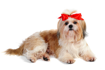 Shih tzu dog in studio