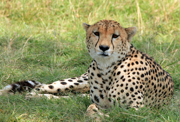 Cheetah Lying in the Grass, Maasai Mara, Kenya