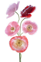 Fototapeta premium MAK