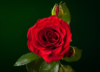 close up of red rose on dark green background