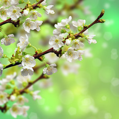 rami di albero di mela