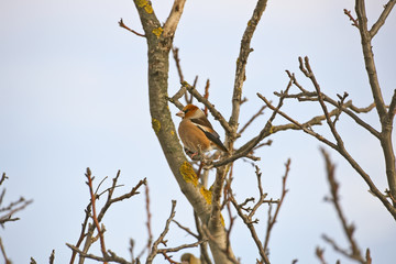 Hawfinch