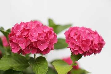 ピンクのアジサイ