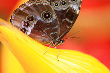 butterfly with bright yellow and red background