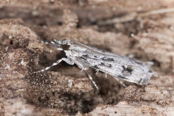 Small moth on wood, extreme close-up with high magnification