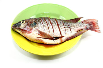 tilapia