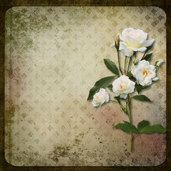 The branch of roses on a vintage background