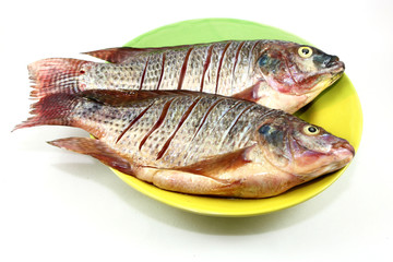 tilapia