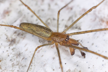 Longjawed orbweaver, extreme close-up with high magnification