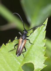 Leptura melanura sitting on green leaf, macro photo