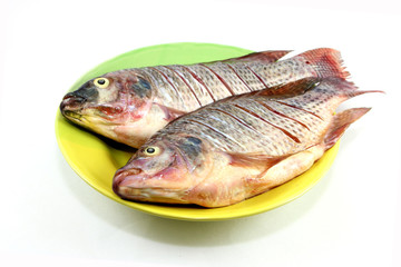 tilapia