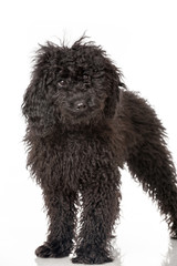 Black poodle - Schwarzer Pudel