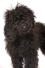 Black poodle - Schwarzer Pudel