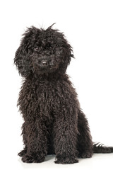 Black poodle - Schwarzer Pudel