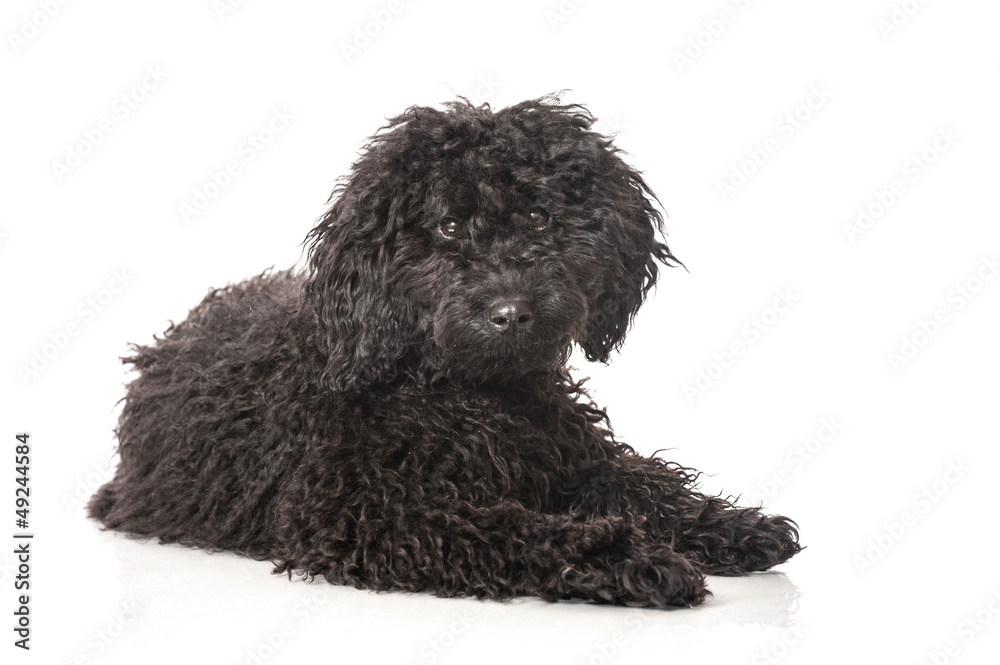 Wall mural Black poodle - Schwarzer Pudel