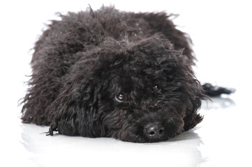 Black poodle - Schwarzer Pudel