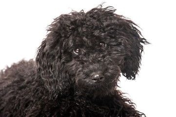 Black poodle - Schwarzer Pudel