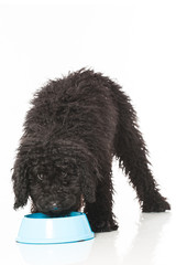 Black poodle - Schwarzer Pudel