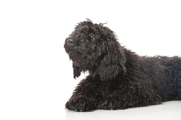 Black poodle - Schwarzer Pudel