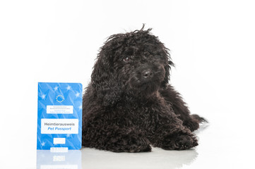 Black poodle - Schwarzer Pudel